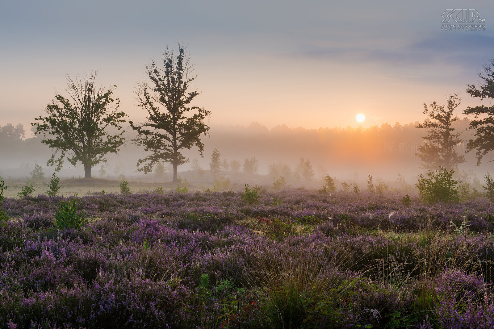 Sunrise at Averbode heathland Averbode heathland in Scherpenheuvel, Flemish-Brabant Stefan Cruysberghs